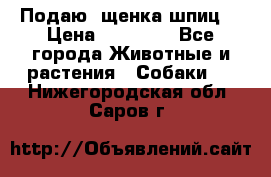 Подаю. щенка шпиц  › Цена ­ 27 000 - Все города Животные и растения » Собаки   . Нижегородская обл.,Саров г.